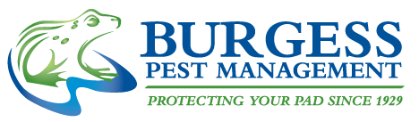 Pest Control Essex