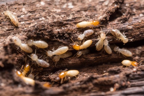 termites