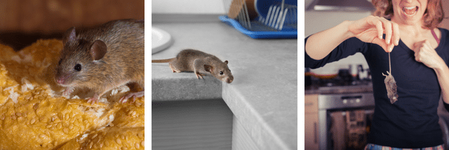 Rat Control - a Collaborative Process - Croach® Pest Control