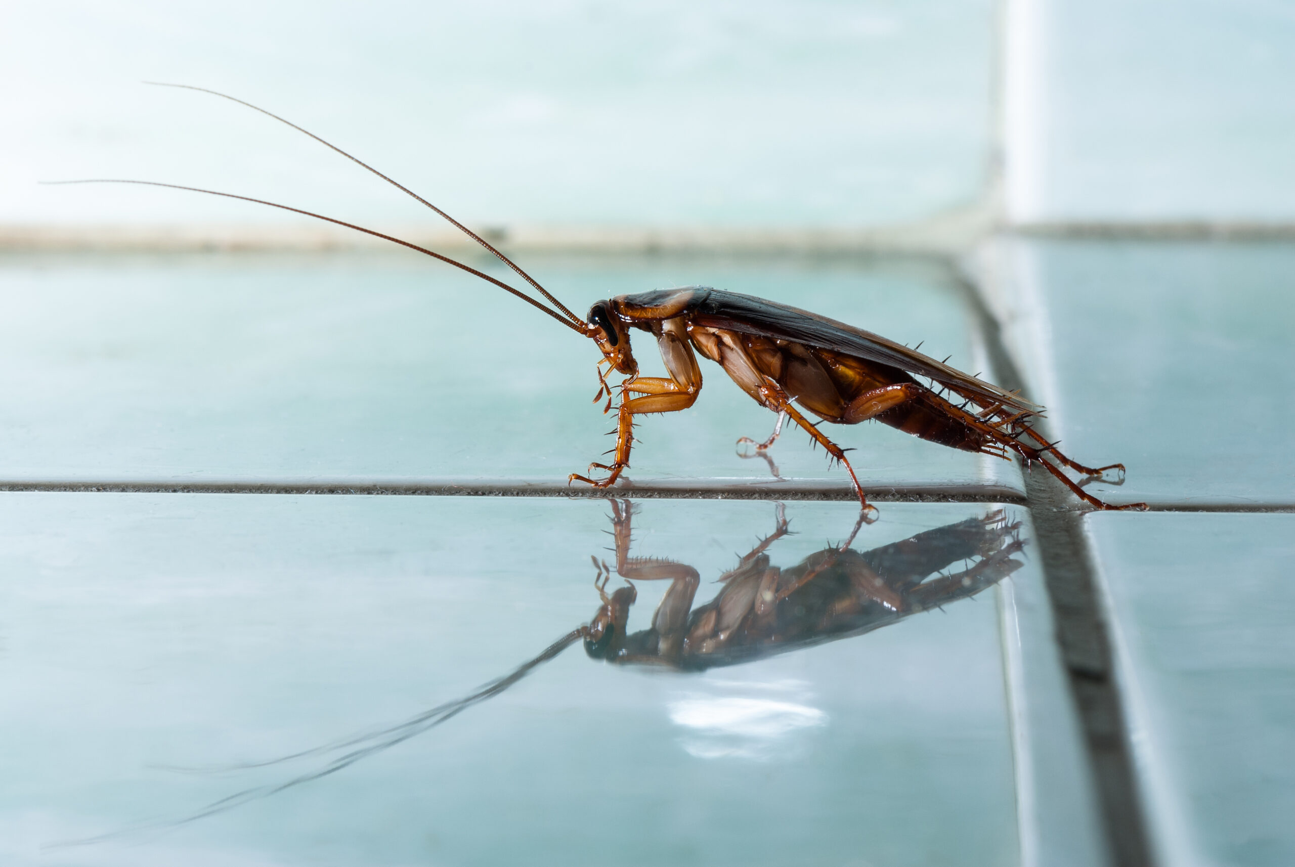 The cockroach crawls along the blue tile