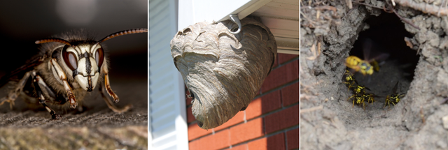 stinginginsects