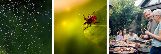 tickmosqimage tickmosqimage